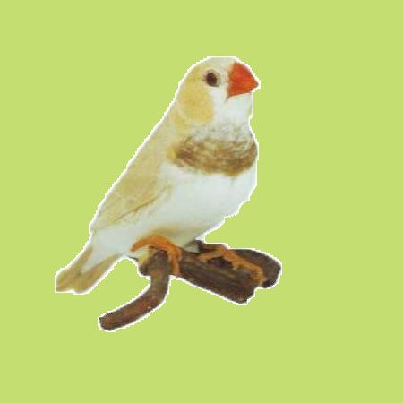 alarcos-fekete-mellu-barna.jpg alarcos-fekete-mellu-barna.jpg