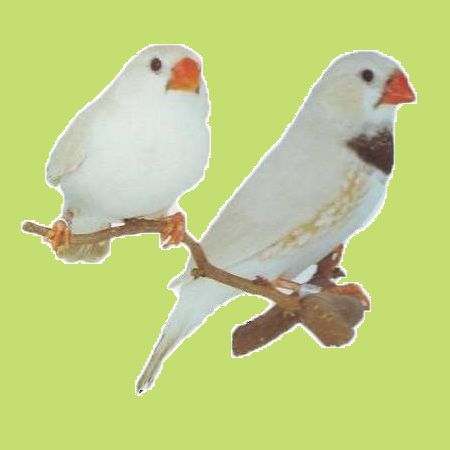 alarcos-fekete-mellu-szurke.jpg alarcos-fekete-mellu-szurke.jpg