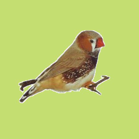 fekete-mellu-barna.jpg fekete-mellu-barna.jpg