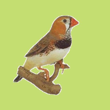 fekete-mellu-szurke.jpg fekete-mellu-szurke.jpg