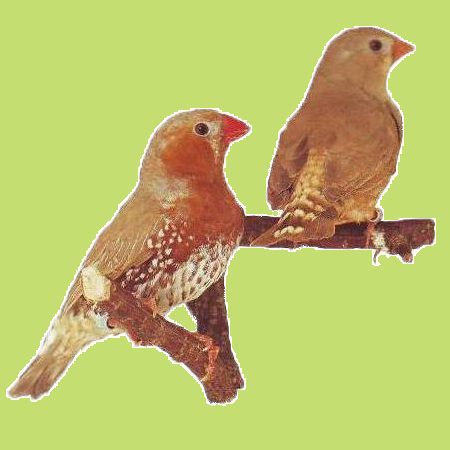 narancs-fekete-mellu-barna.jpg narancs-fekete-mellu-barna.jpg