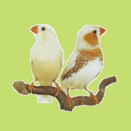 narancs-mellu-barna.jpg narancs-mellu-barna.jpg