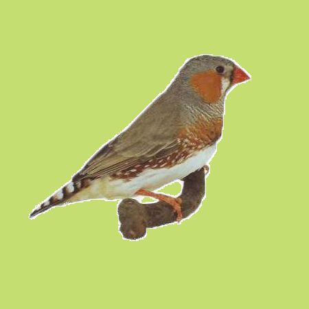 narancs-mellu-szurke.jpg narancs-mellu-szurke.jpg