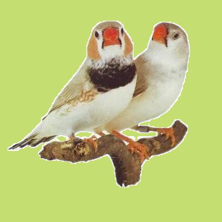 vilagoshatu-fekete-mellu-szurke.jpg vilagoshatu-fekete-mellu-szurke.jpg